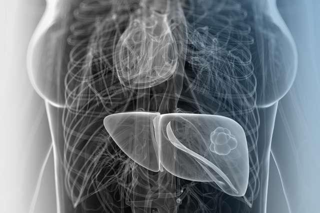 半透明的身体插图显示心脏和肝脏